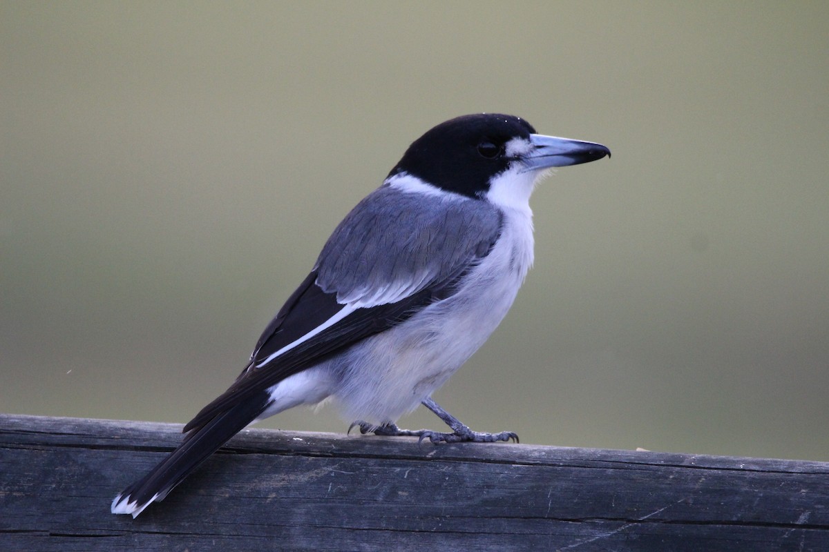 Gray Butcherbird - ML578595001