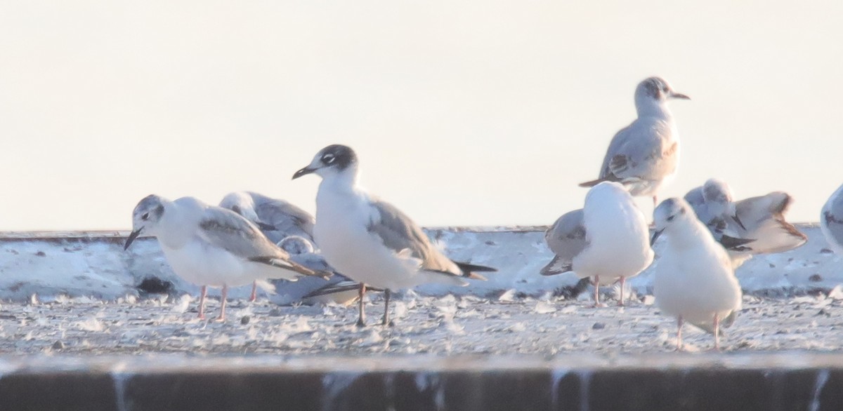 Franklin's Gull - ML578595051