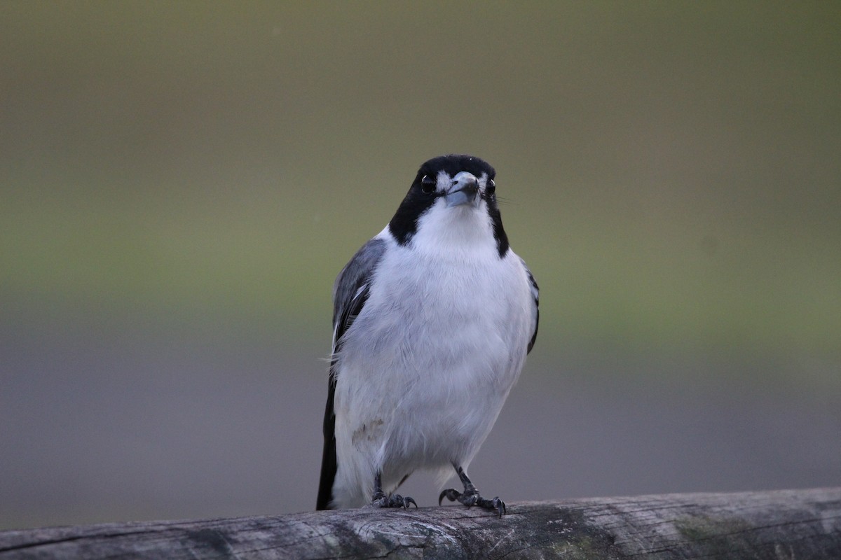 Gray Butcherbird - Buchanan Birdwatcher