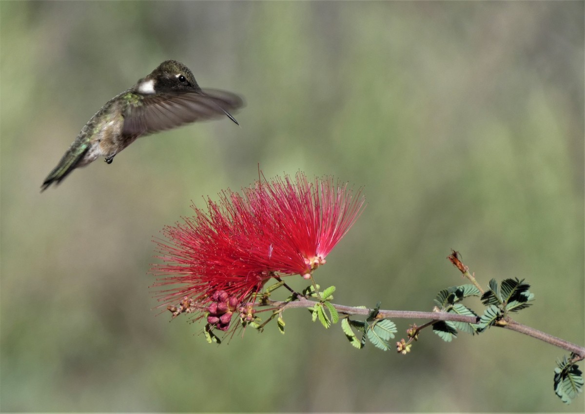 Black-chinned Hummingbird - Judy Lazarus Yellon