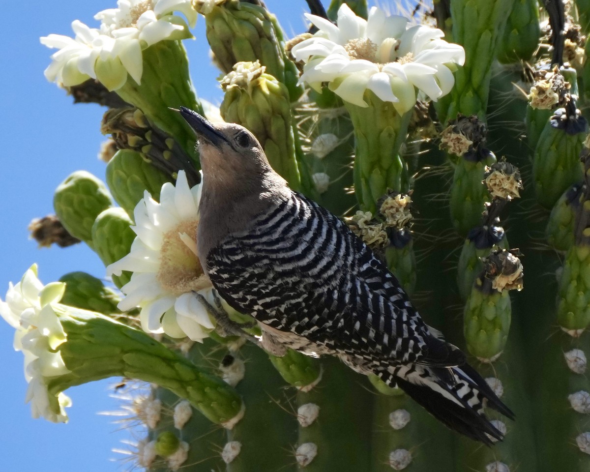 Gila Woodpecker - Charlene Fan