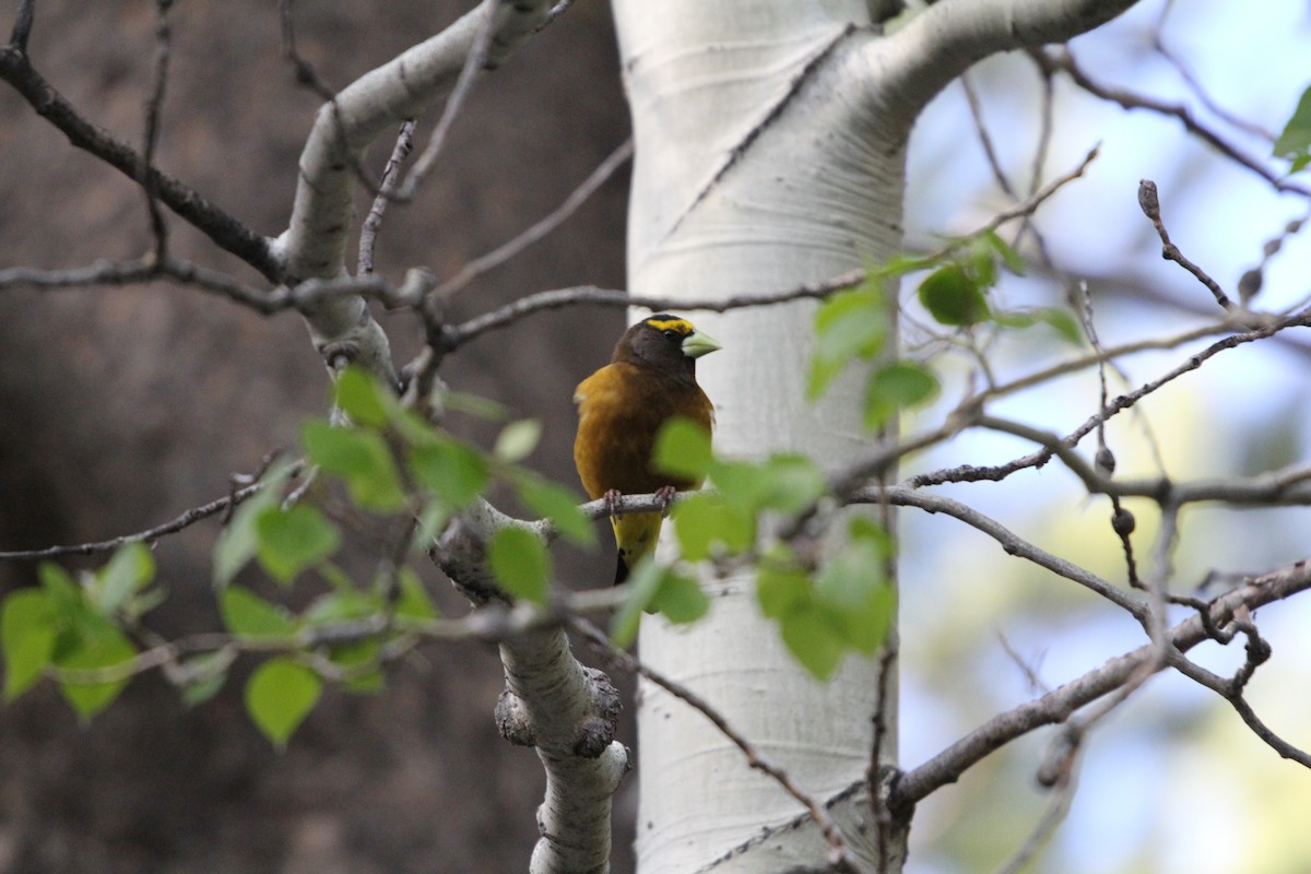 Evening Grosbeak - Jesse Johannesen