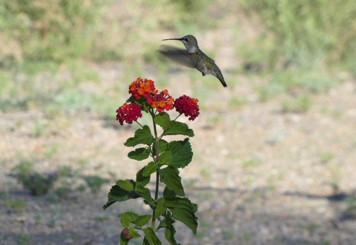 Black-chinned Hummingbird - Judy Lazarus Yellon