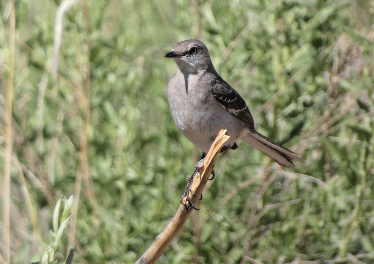 Northern Mockingbird - ML578595641