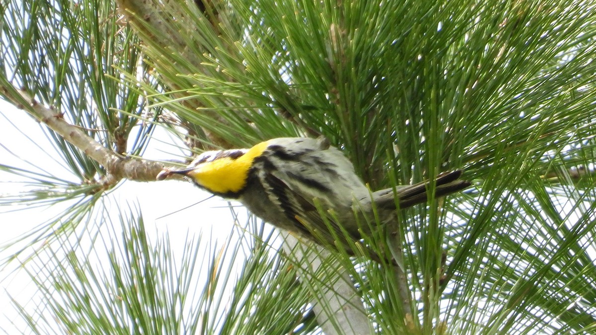 Yellow-throated Warbler - ML578595671