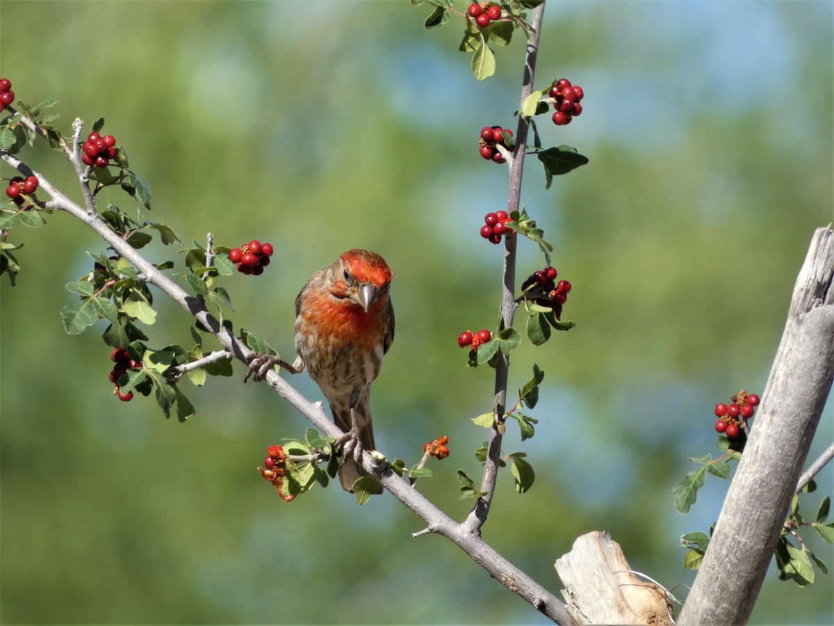 House Finch - Judy Lazarus Yellon