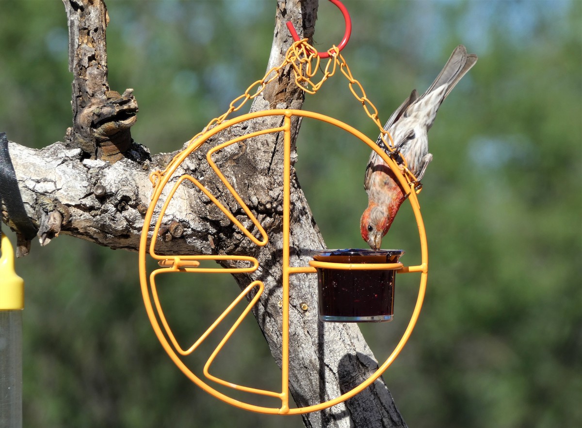 House Finch - Judy Lazarus Yellon