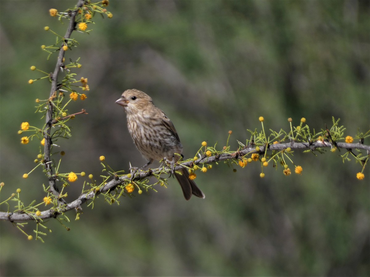 House Finch - Judy Lazarus Yellon