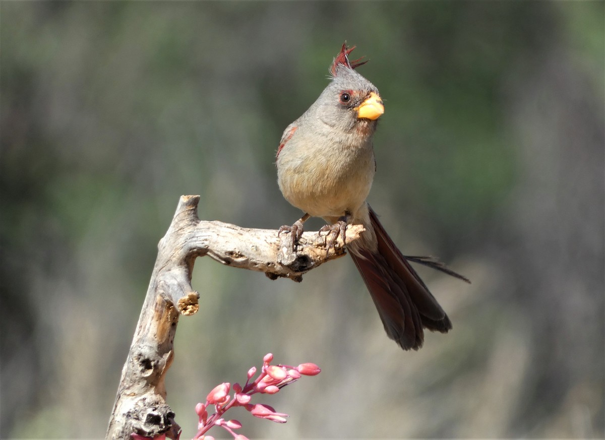 Pyrrhuloxia - Judy Lazarus Yellon