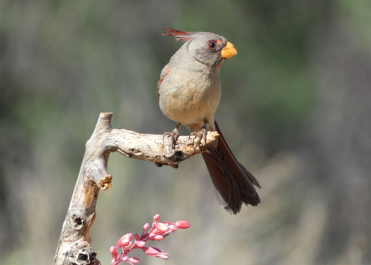 Cardinal pyrrhuloxia - ML578596841