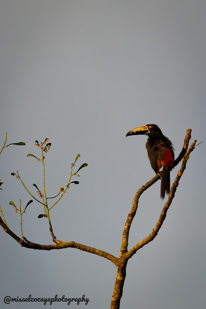 Collared Aracari - ML578596901