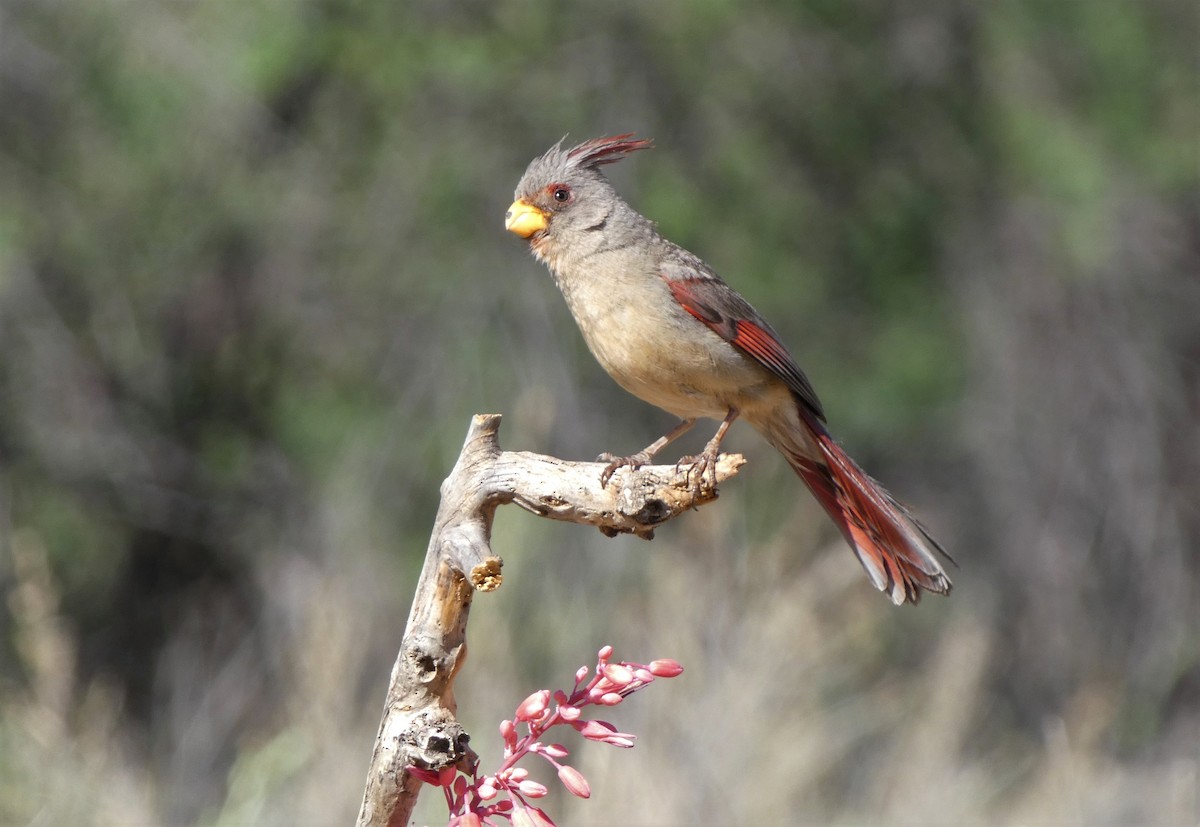 Pyrrhuloxia - Judy Lazarus Yellon