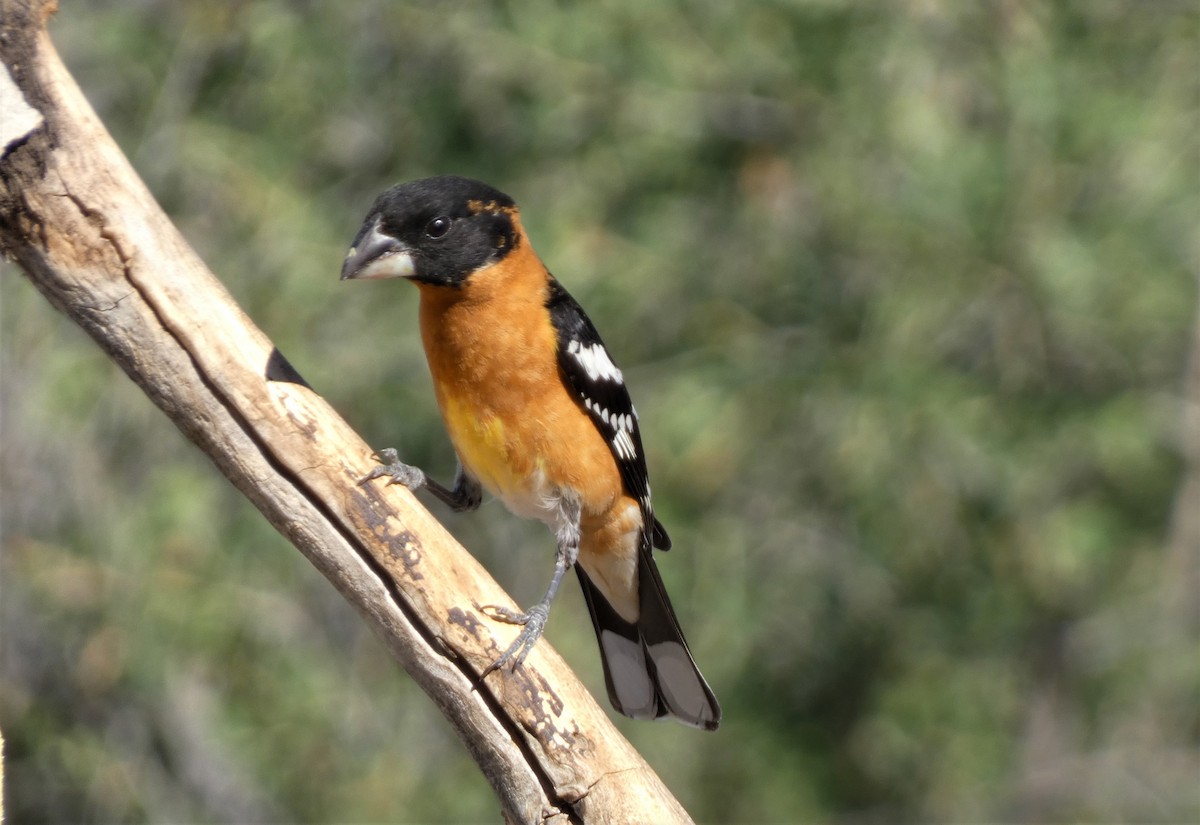 Black-headed Grosbeak - Judy Lazarus Yellon