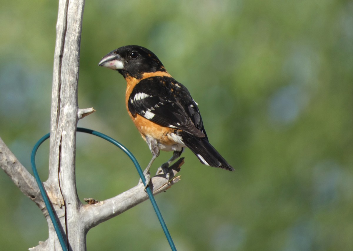 Black-headed Grosbeak - ML578597411