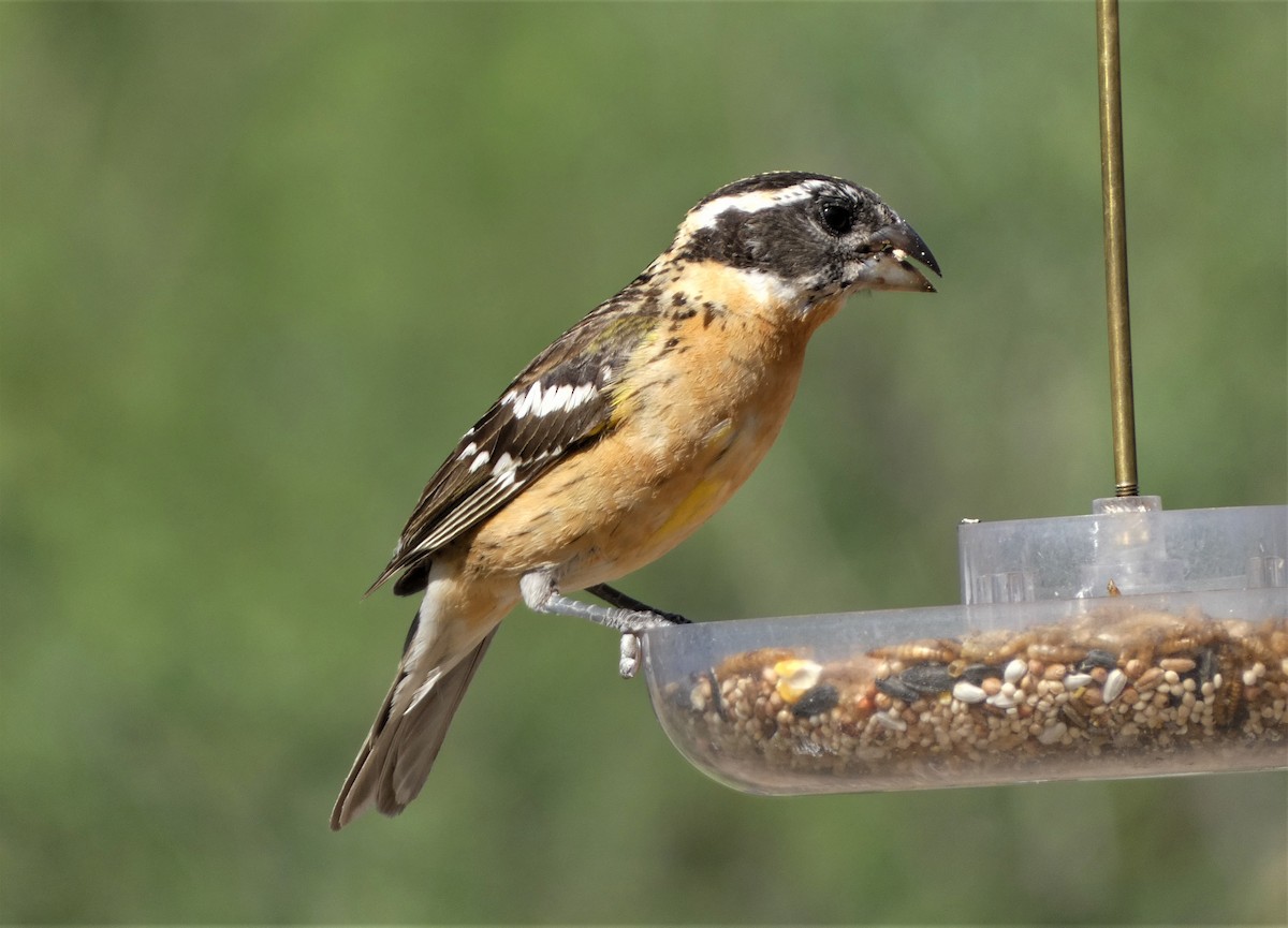 Black-headed Grosbeak - Judy Lazarus Yellon