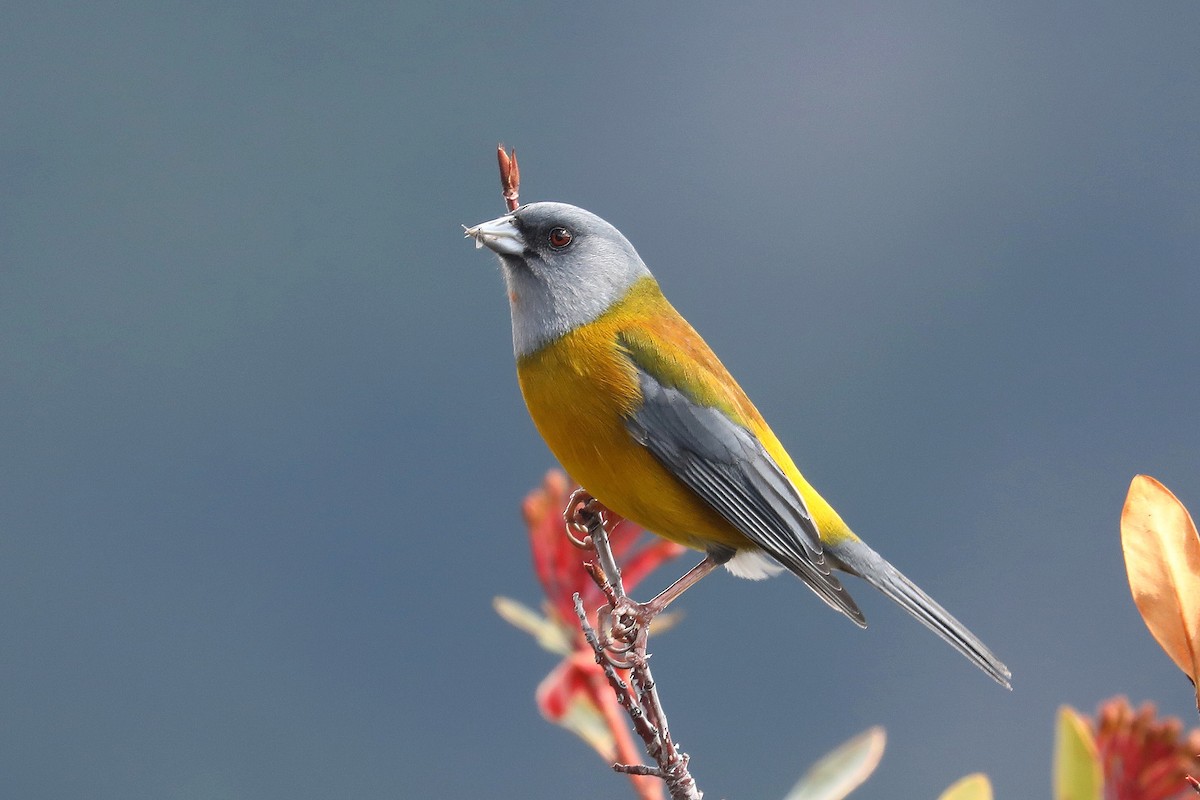 Patagonian Sierra Finch - ML578597871