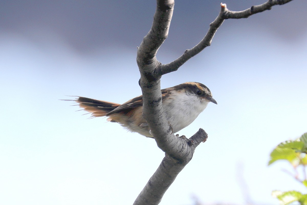 Thorn-tailed Rayadito - Stephen Gast