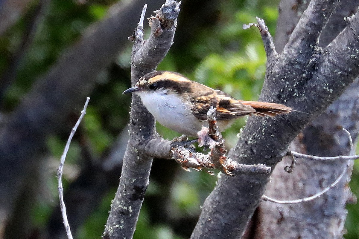 Thorn-tailed Rayadito - Stephen Gast