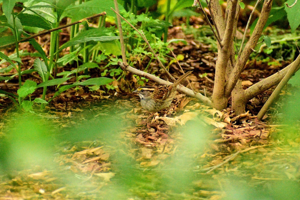 White-throated Sparrow - ML578599211