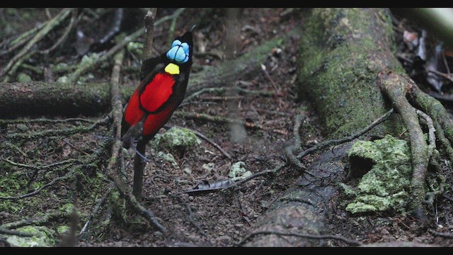 Wilson's Bird-of-Paradise - ML578599411