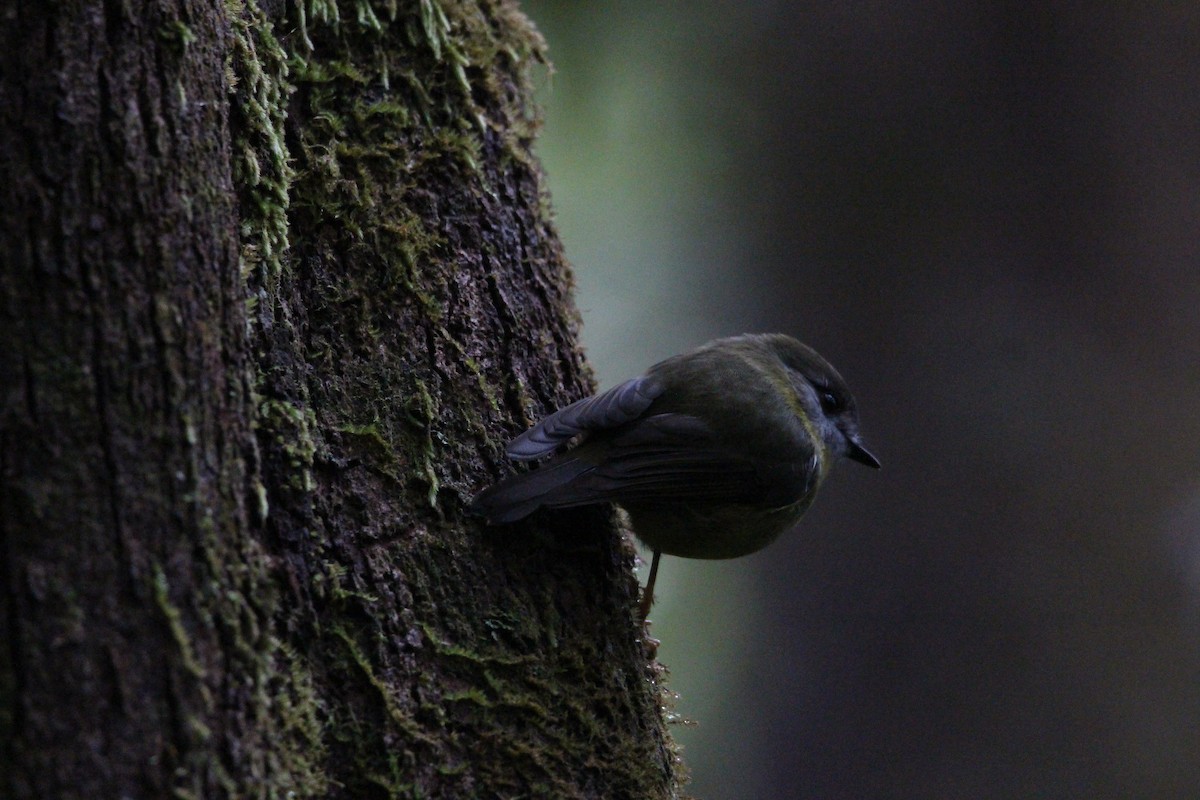 Pale-yellow Robin - ML578599731