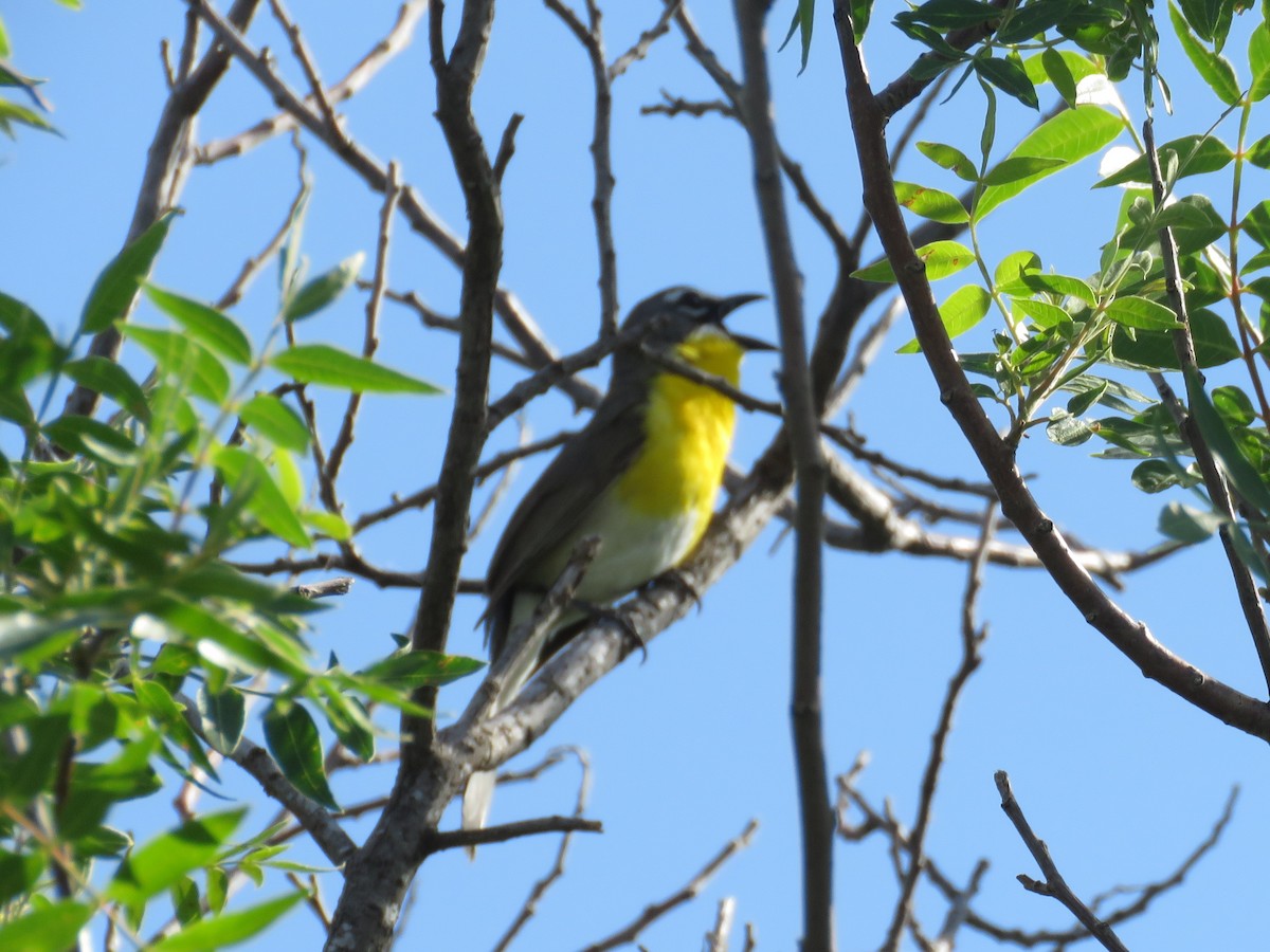 Yellow-breasted Chat - ML578599801