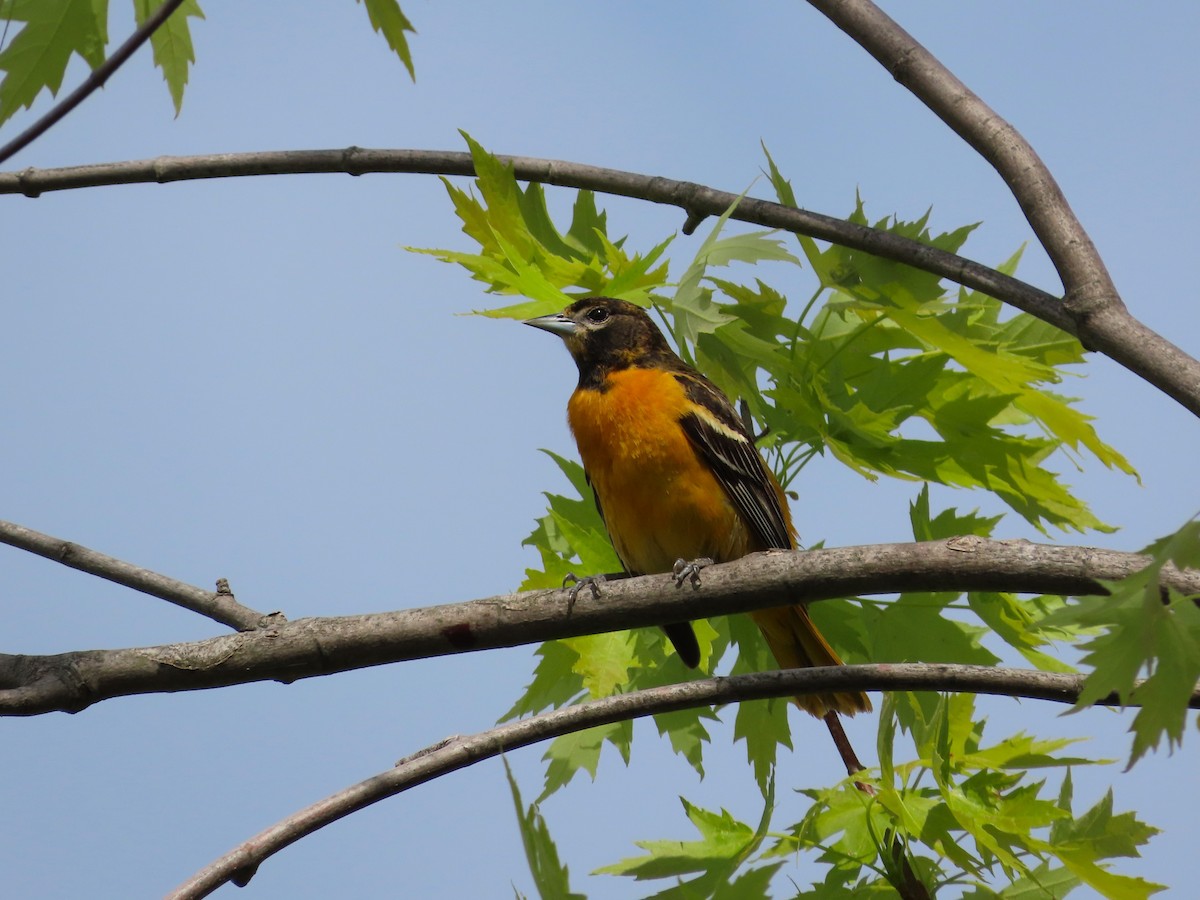 Baltimore Oriole - ML578599821