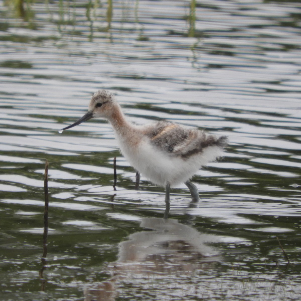 Avoceta Americana - ML578599831