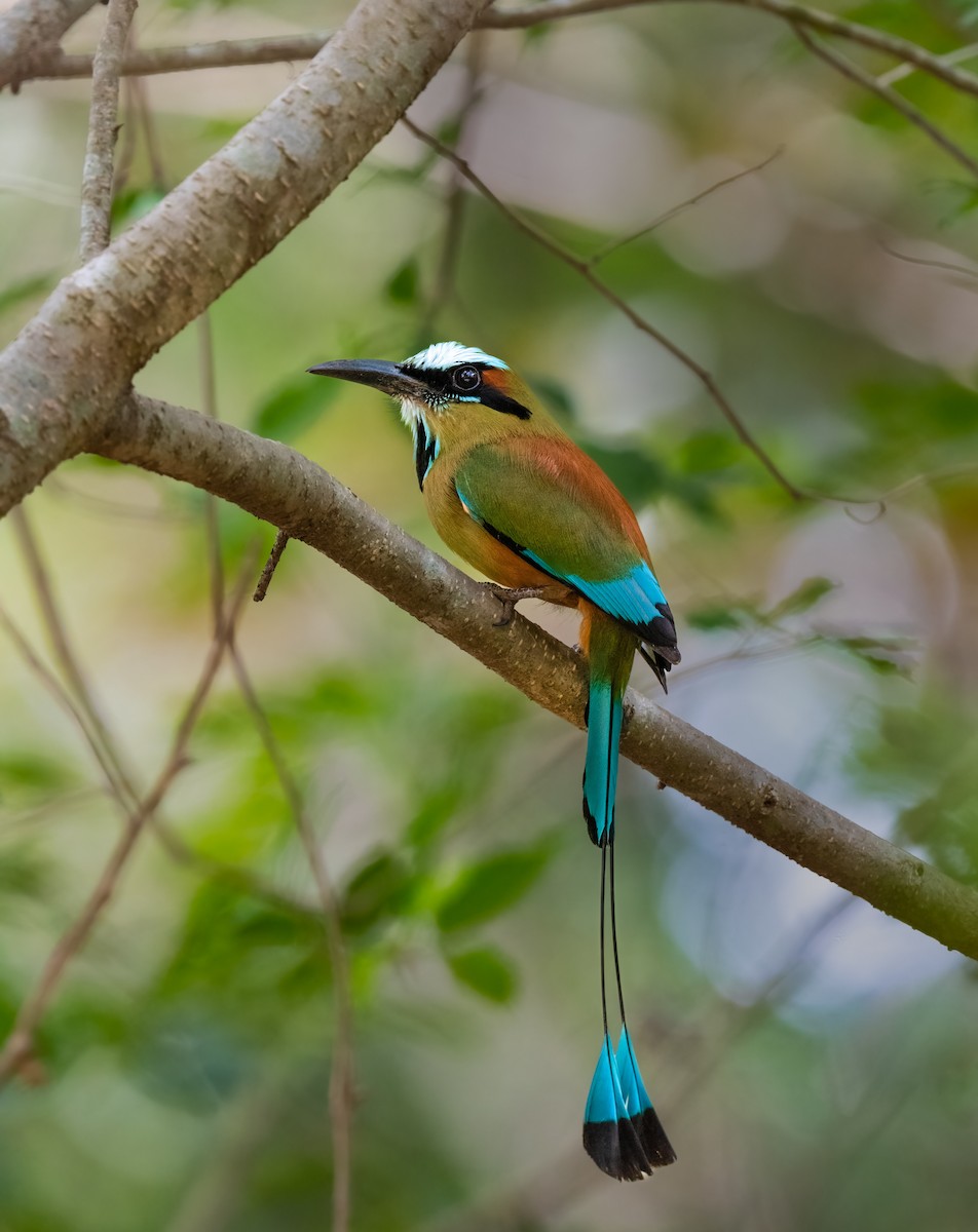 Turquoise-browed Motmot - ML578600091