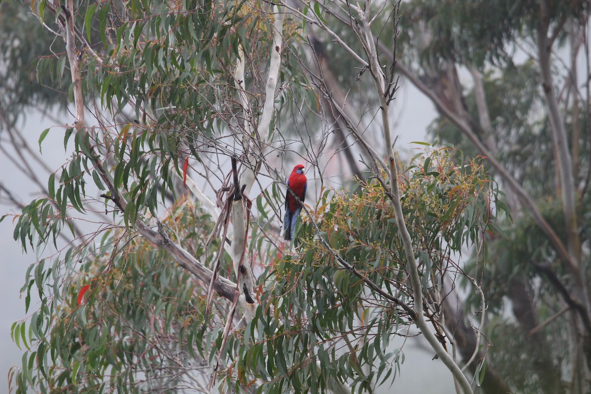 Crimson Rosella - ML578600401