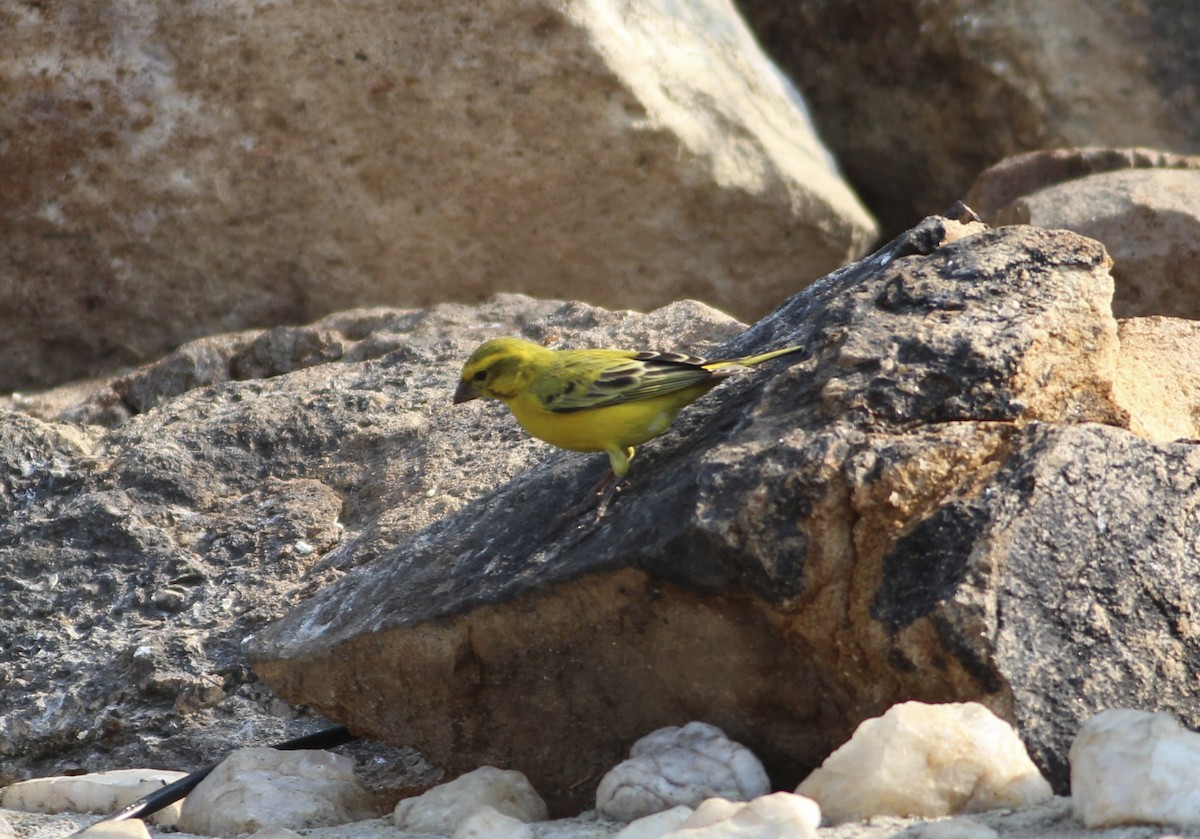 Yellow Canary - ML578600431