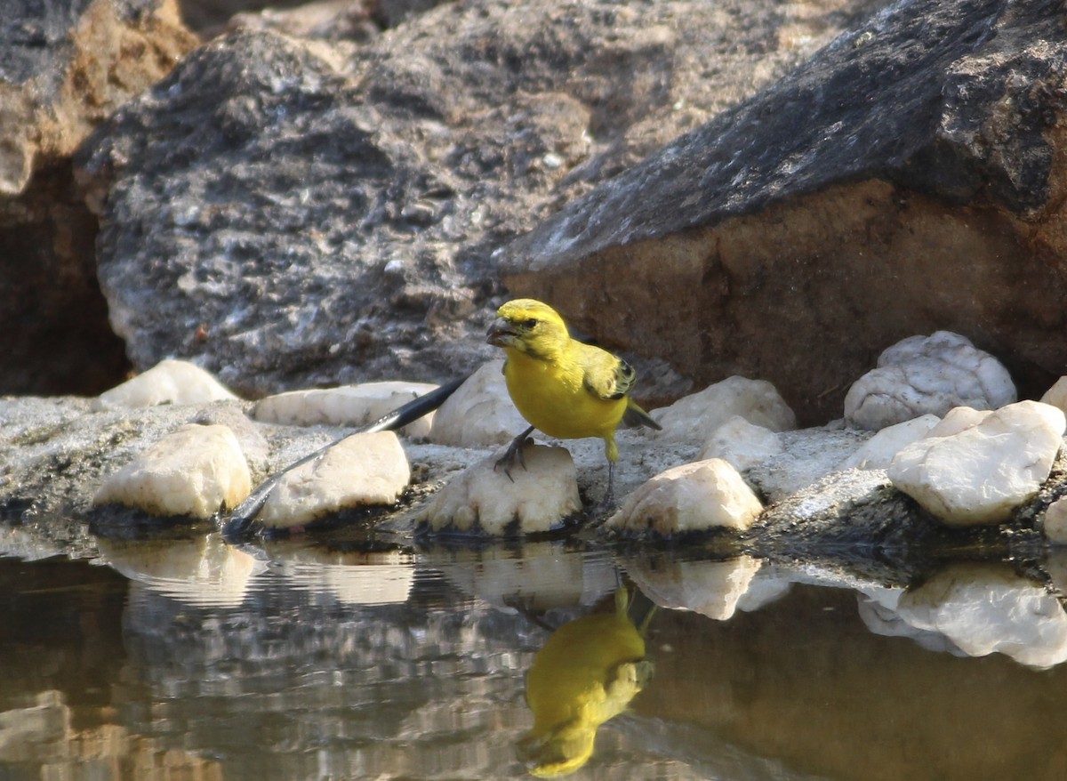 Serin de Sainte-Hélène - ML578600441