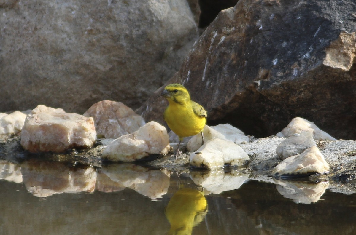 Serin de Sainte-Hélène - ML578600451