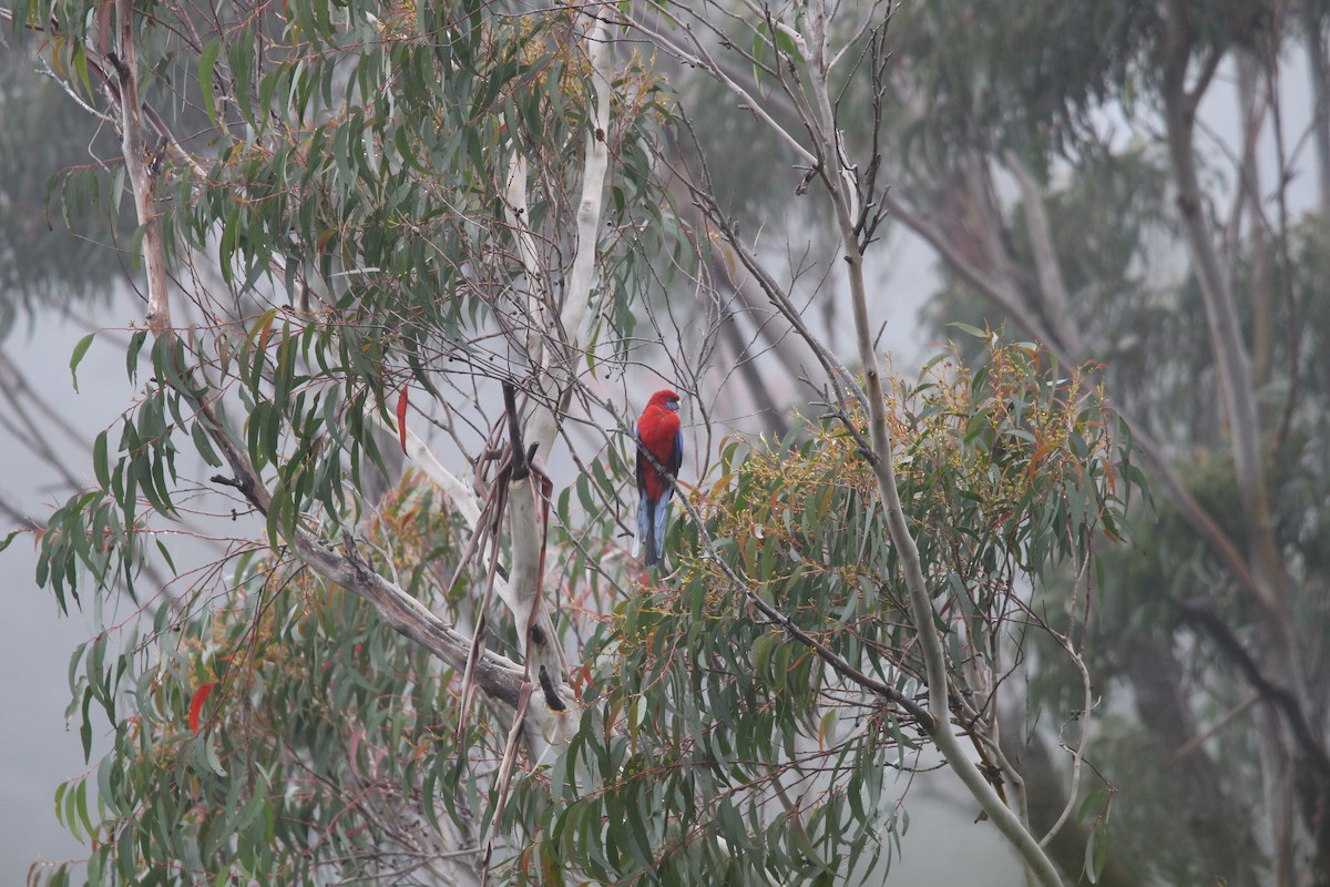 Crimson Rosella - ML578600621