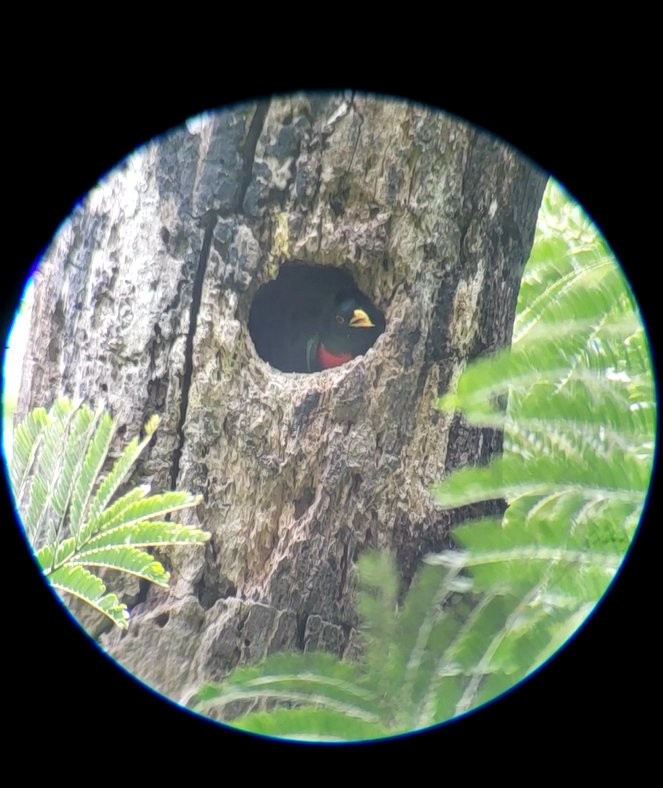 Elegant Trogon - ML578601121