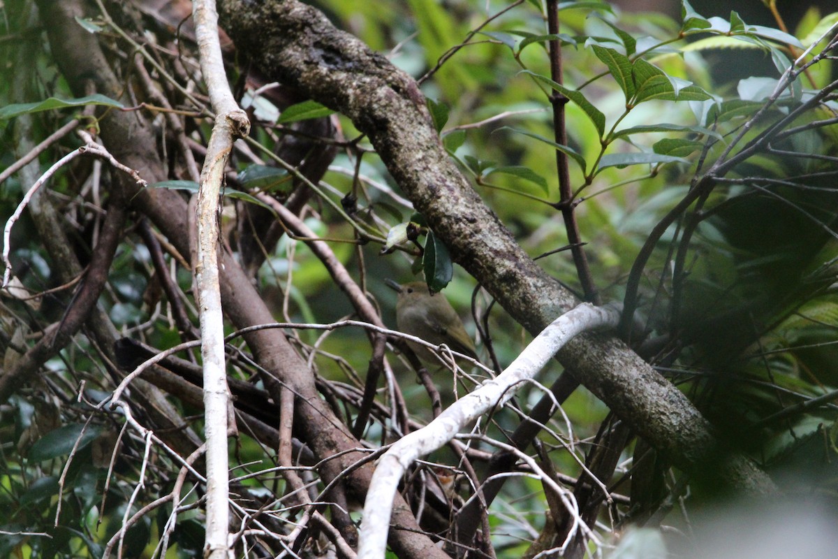 Large-billed Scrubwren - ML578601721