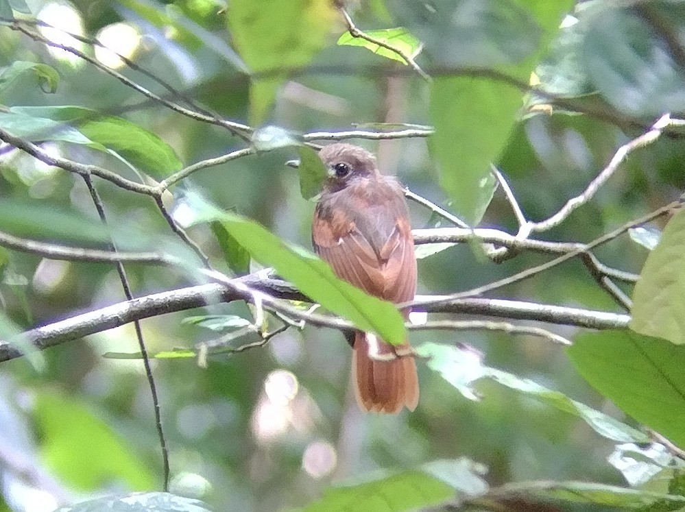 Rufous-winged Philentoma - Lars Mannzen