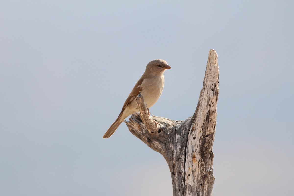 Southern Gray-headed Sparrow - ML578603071