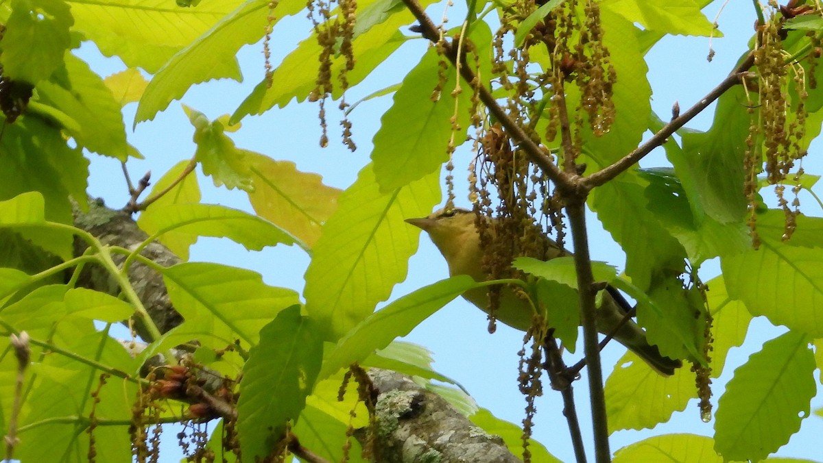 Worm-eating Warbler - ML578603521