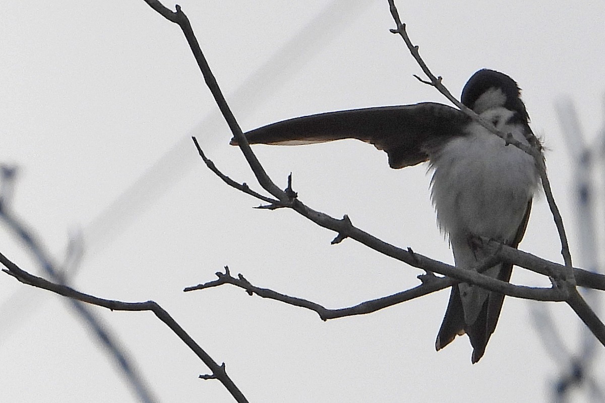 Tree Swallow - ML578604771