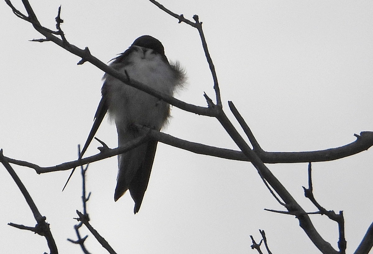 Tree Swallow - ML578604781
