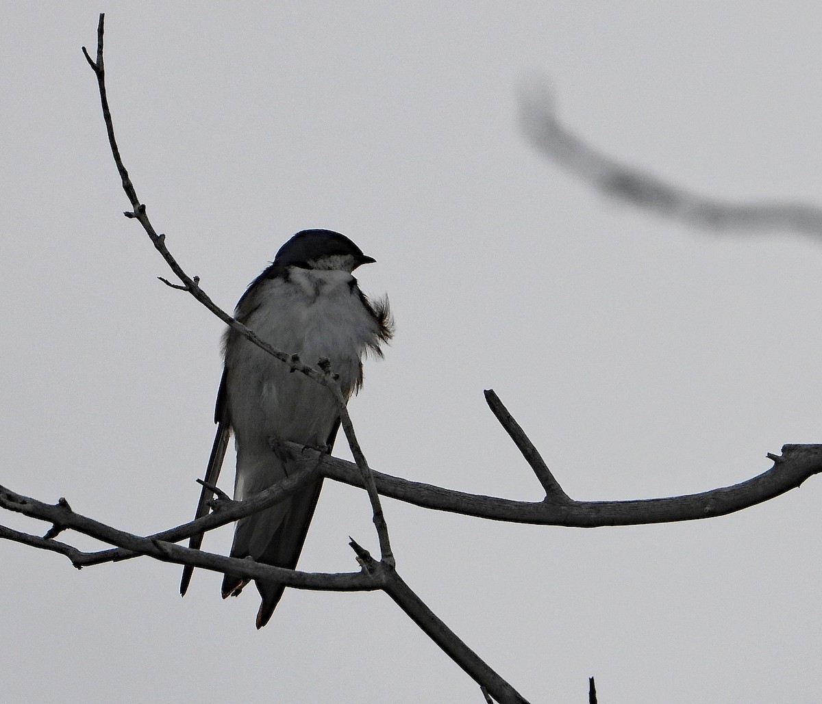 Tree Swallow - ML578604791