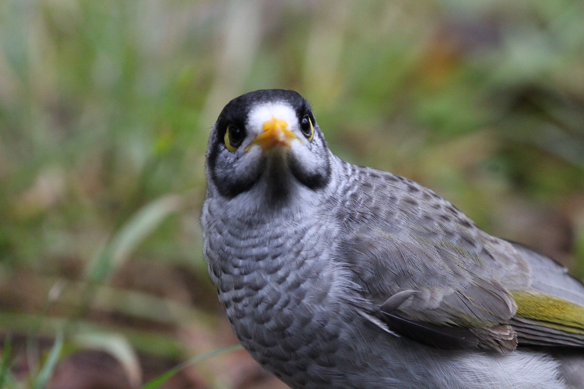 Noisy Miner - ML578604811