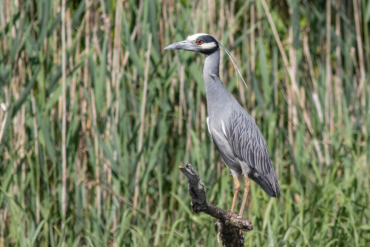 Yellow-crowned Night Heron - Joshua Malbin