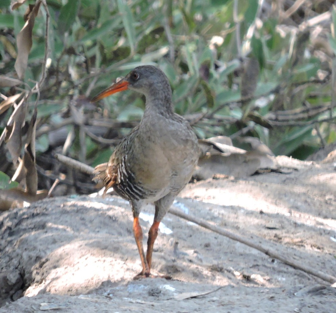 Mangrove Rail - ML578605941