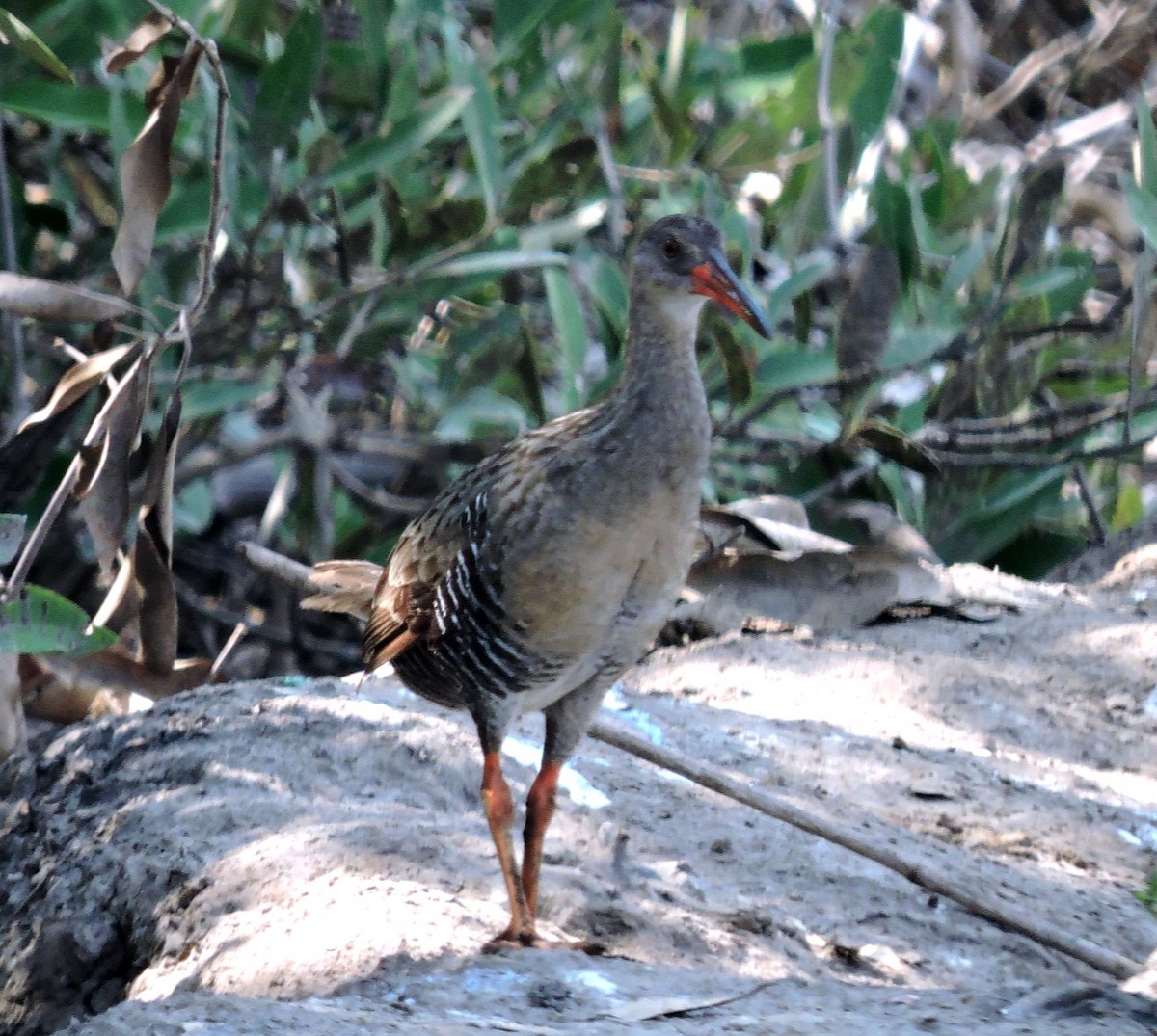 Mangrove Rail - ML578605951