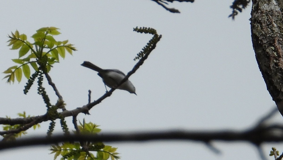 Blue-gray Gnatcatcher - Cynthia Norris