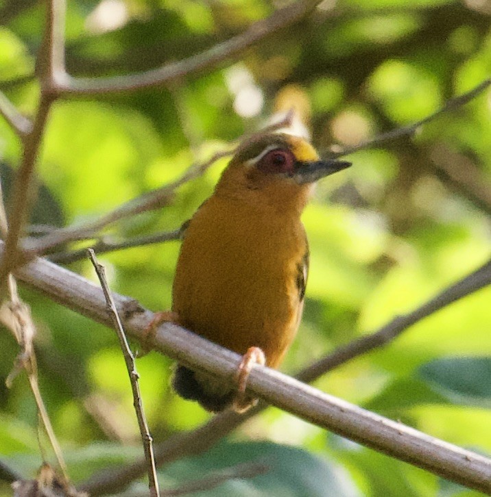 White-browed Piculet - ML578606681