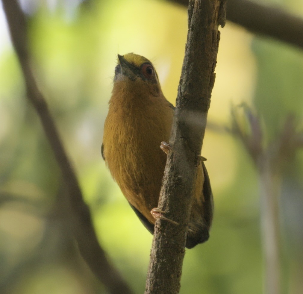 White-browed Piculet - ML578606691