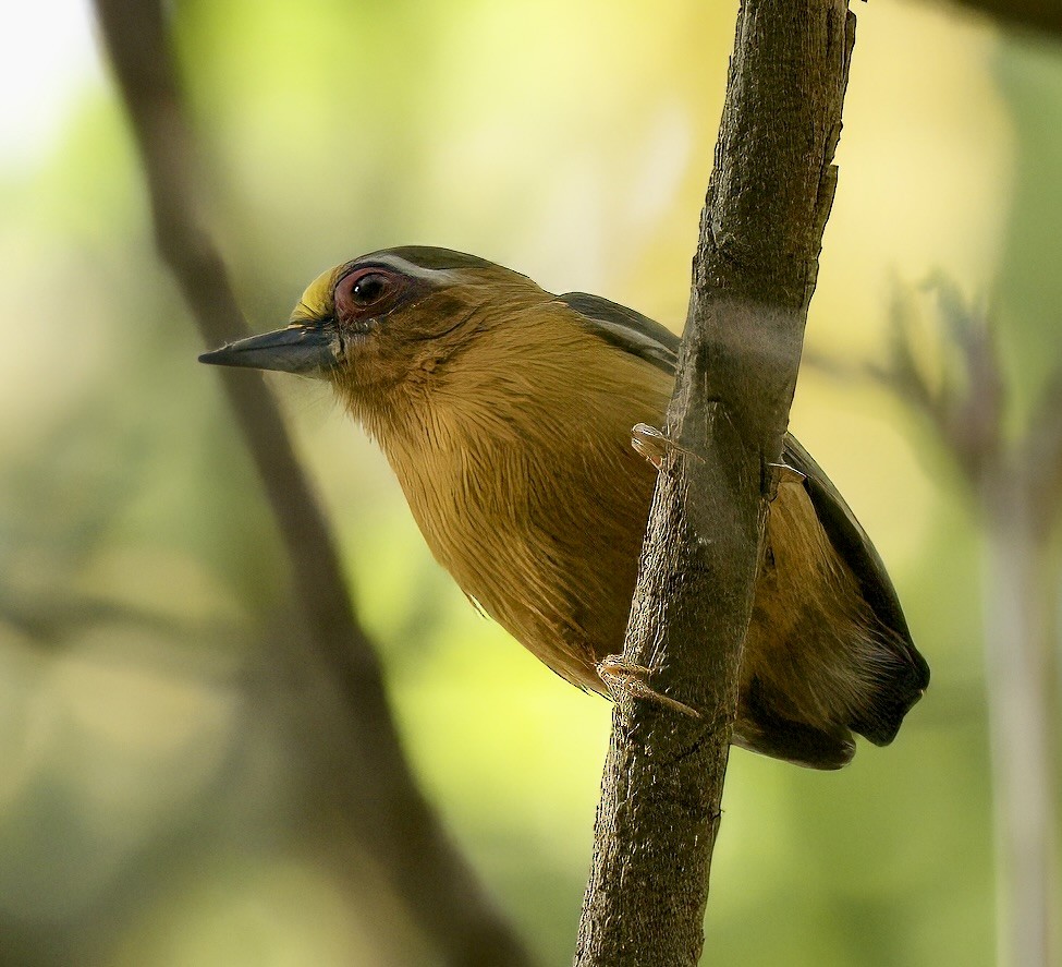 White-browed Piculet - ML578606701